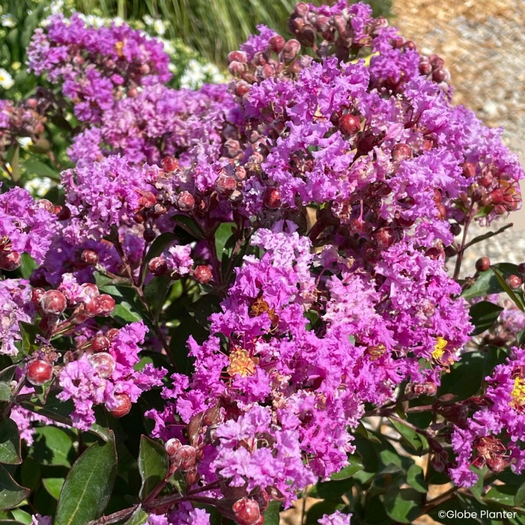 Lagerstroemia Gourmet Violetta - Indische sering