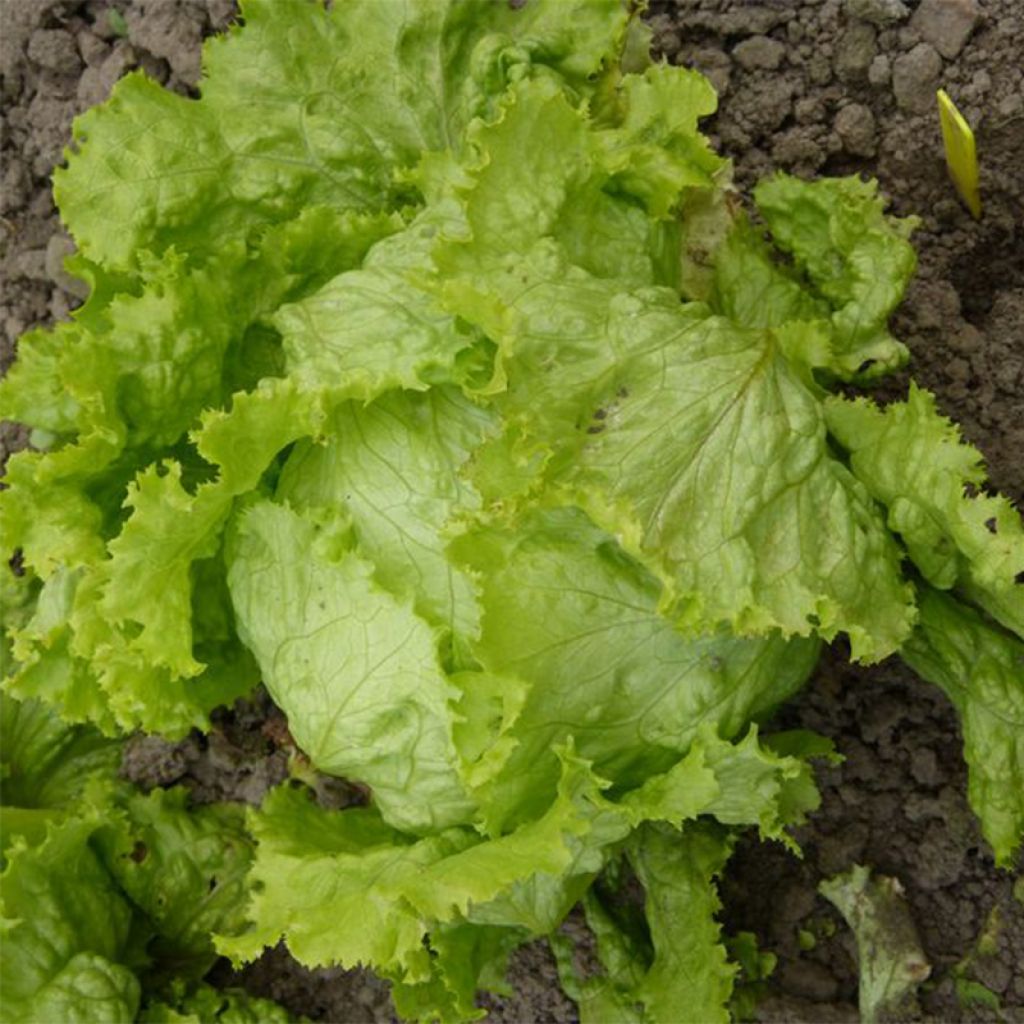 Bataviasla Pierre Bénite