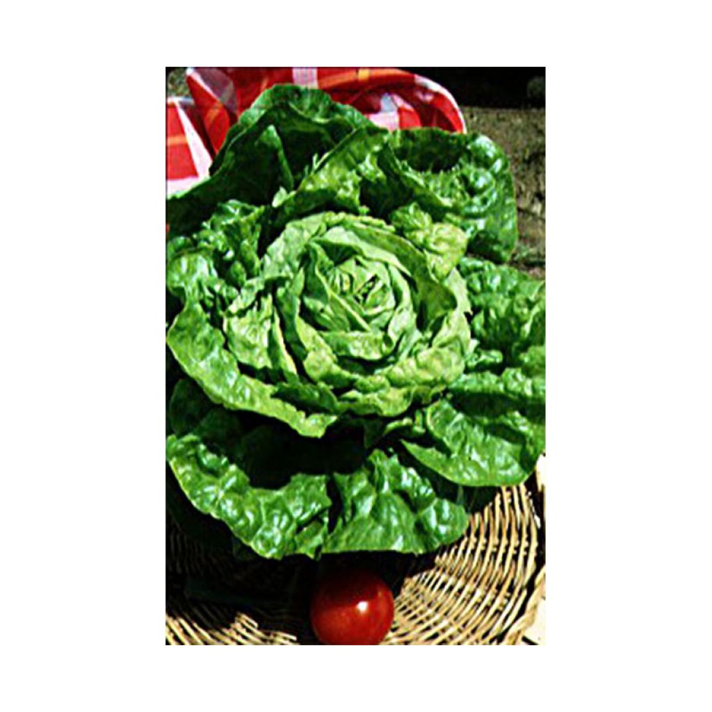 Wintersla Winterwonder