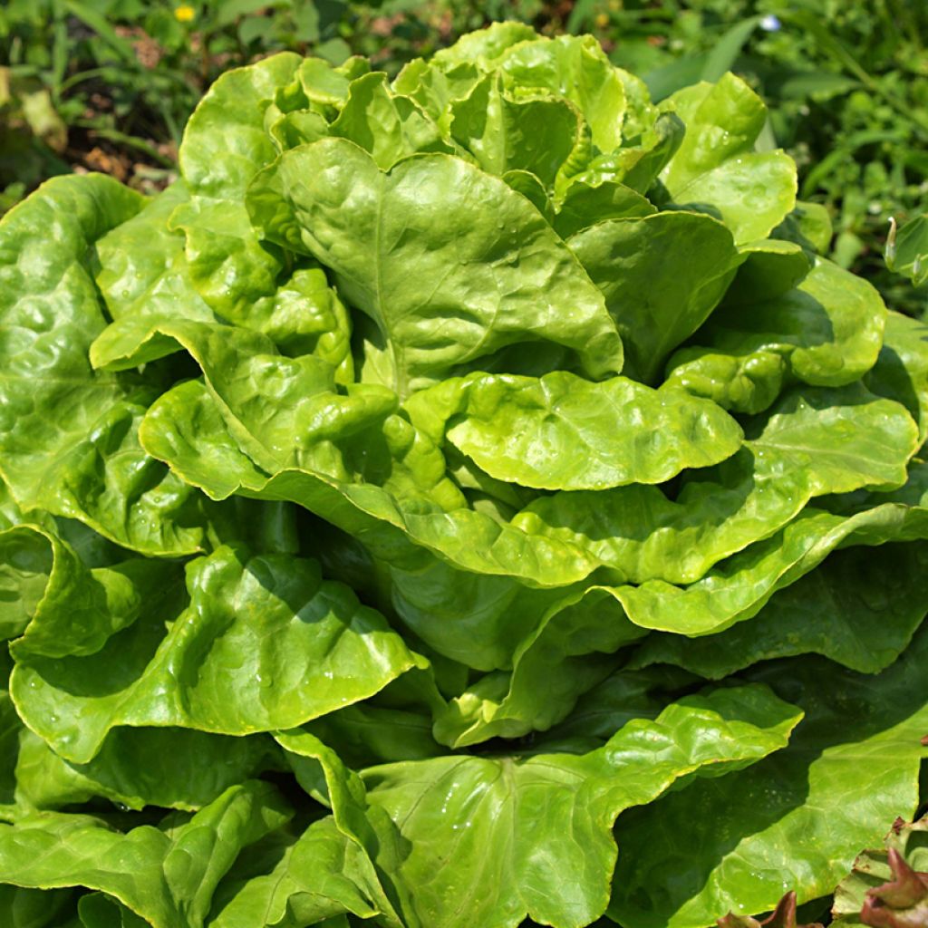 Kropsla Goudgele Gotte