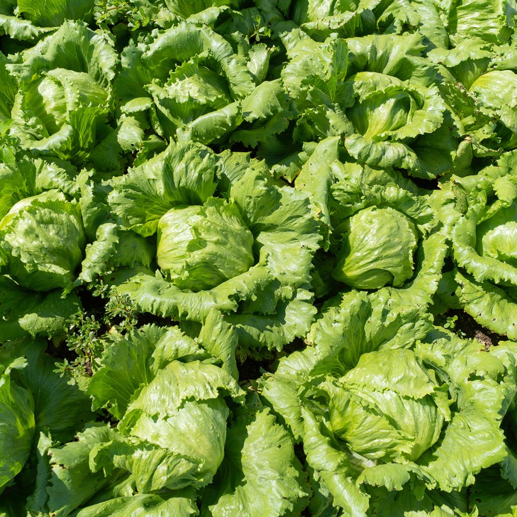 Kropsla Reine de Mai (Meikoningin)