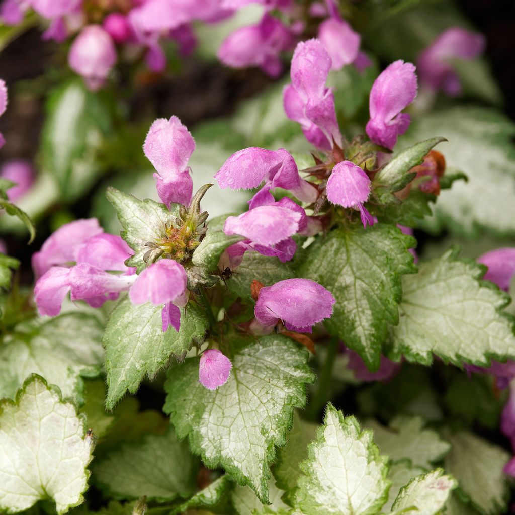 Lamium maculatum Beacon Silver - Gevlekte dovenetel