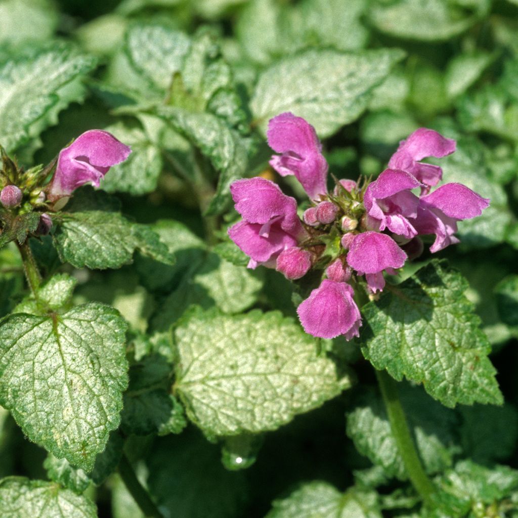 Lamium maculatum Beacon Silver - Gevlekte dovenetel