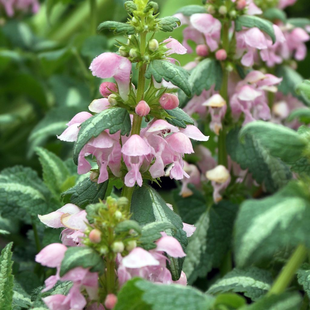 Lamium maculatum Shell Pink - Gevlekte dovenetel