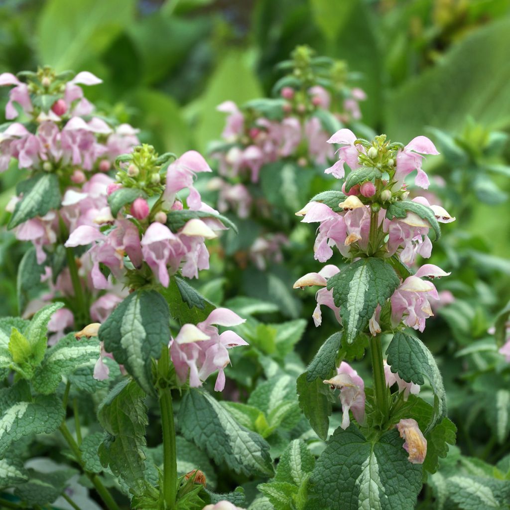 Lamium maculatum Shell Pink - Gevlekte dovenetel