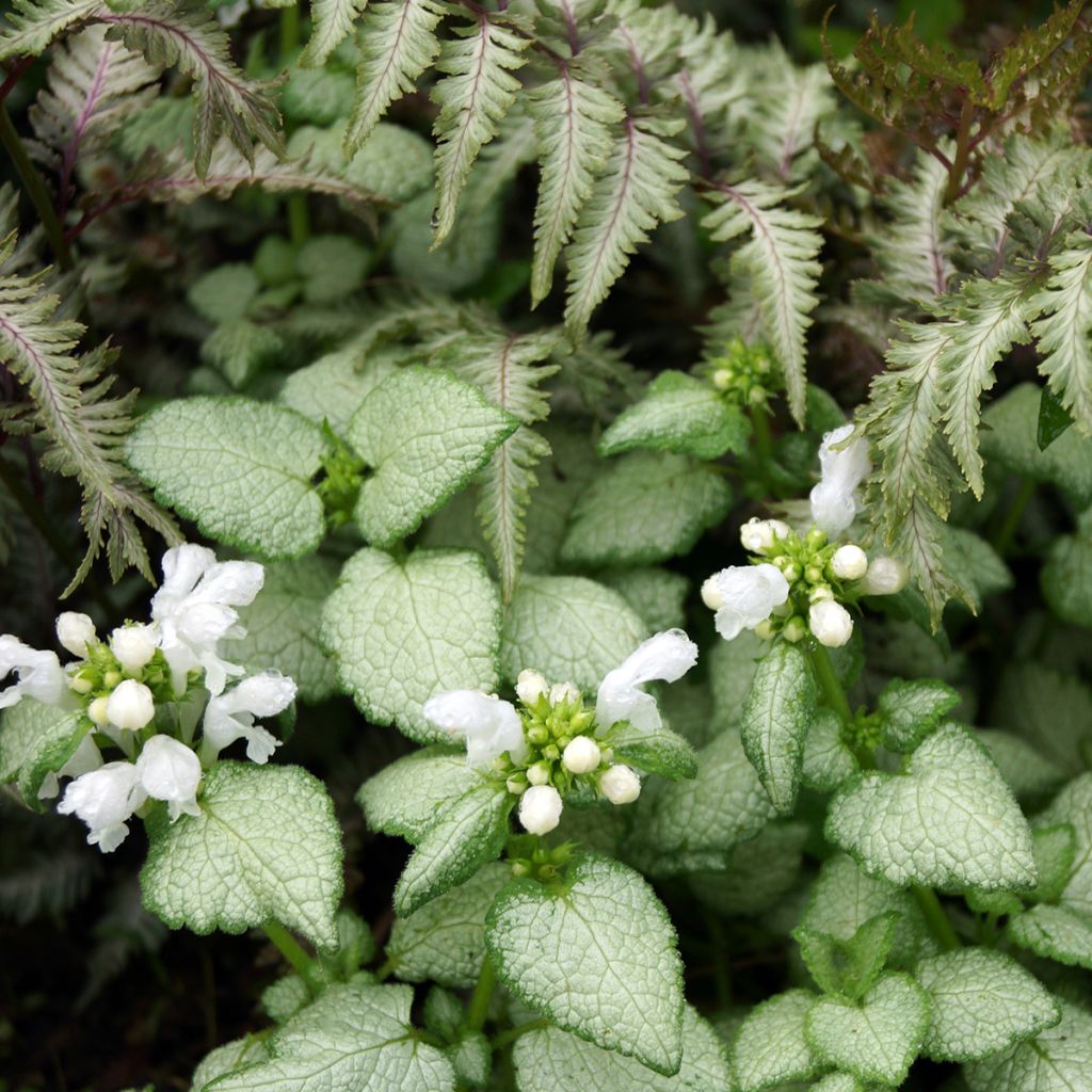 Lamium maculatum Wit Nancy - Gevlekte dovenetel