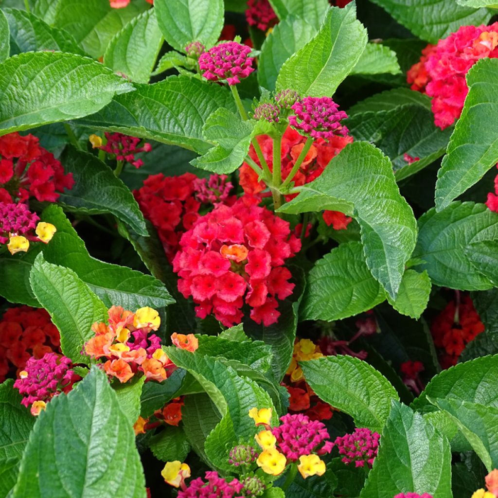 Lantana Bloomify Rood - Wandelaar