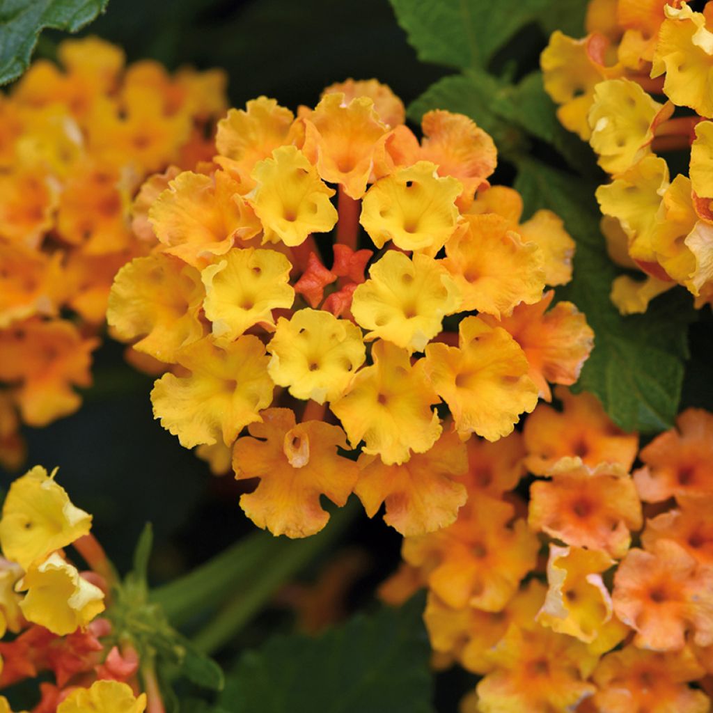 Lantana Bloomify Orange - Wandelaar