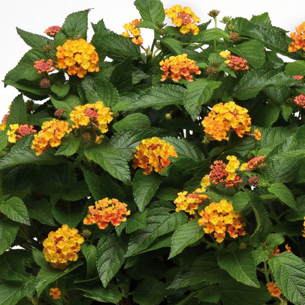 Lantana Bloomify Orange - Wandelaar