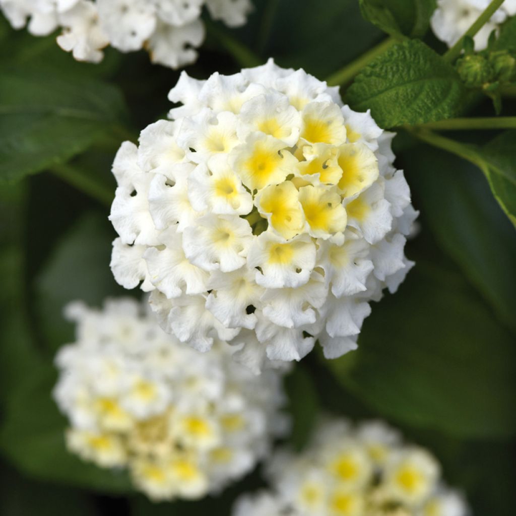 Lantana Bloomify Wit - Wandelaar