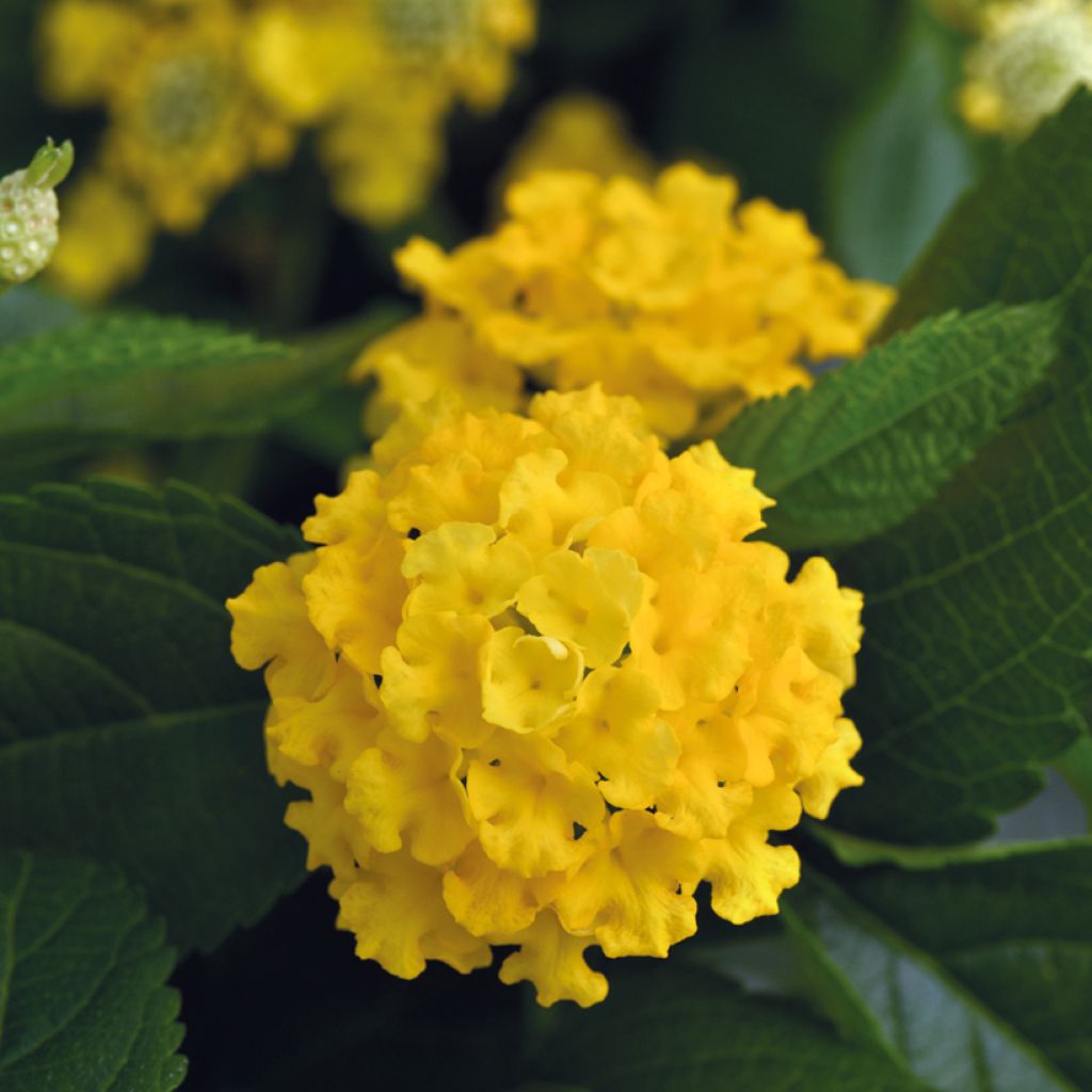 Lantana Lucky Yellow Improved - Wandelaar