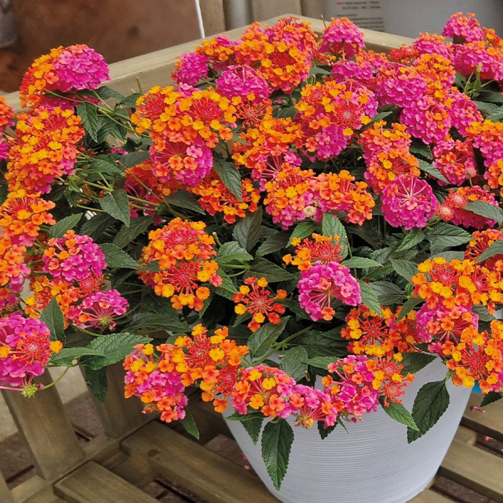 Lantana PassionFruit - Wandelaar