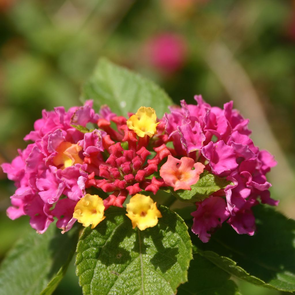 Lantana camara Gem Diva Pink - Wandelaar