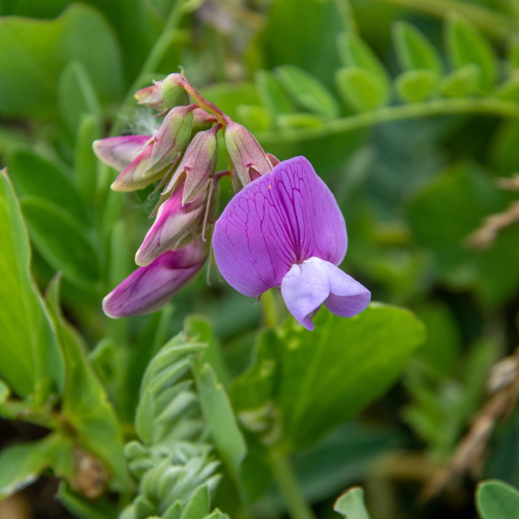 Lathyrus maritimus - Zeelathyrus