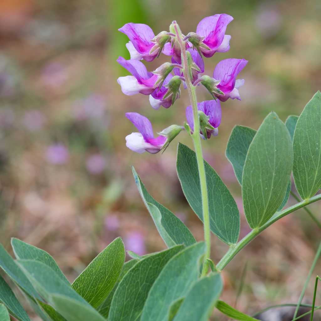 Lathyrus maritimus - Zeelathyrus