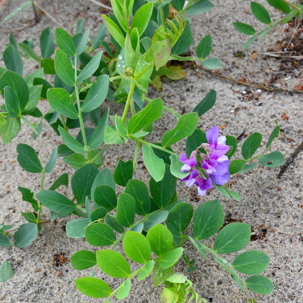 Lathyrus maritimus - Zeelathyrus
