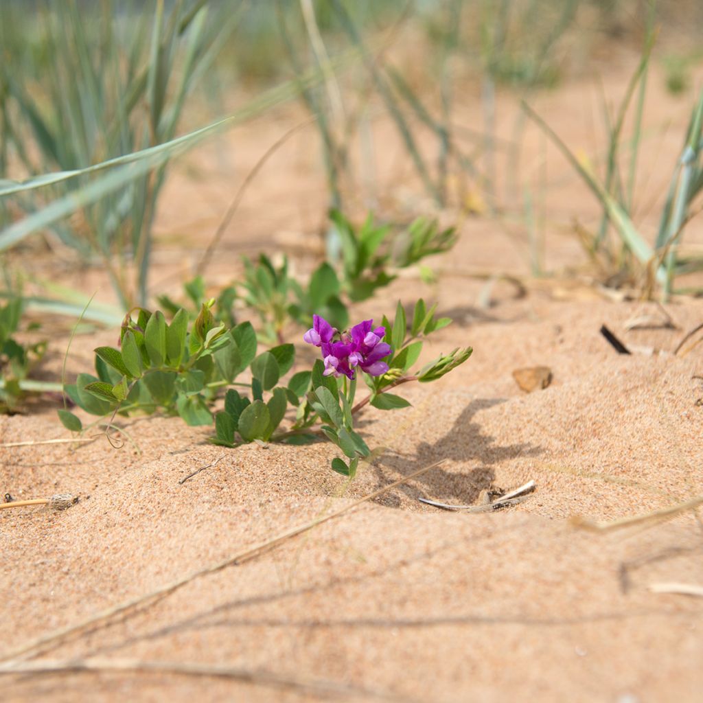 Lathyrus maritimus - Zeelathyrus