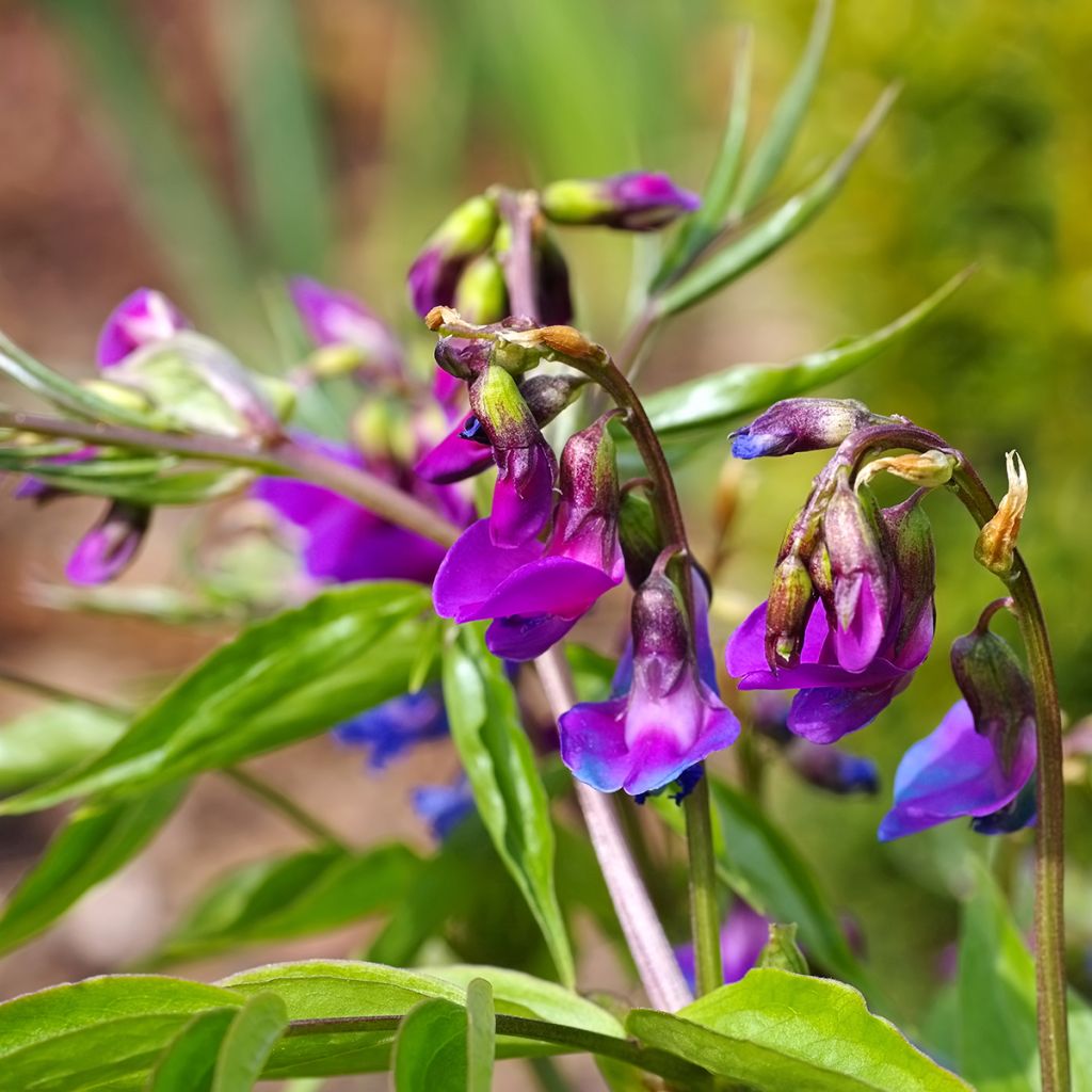 Lathyrus vernus - Voorjaarslathyrus