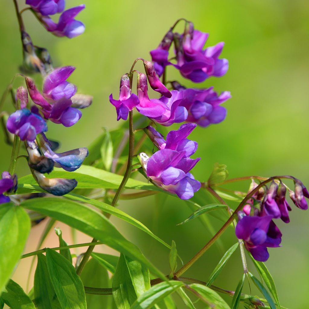 Lathyrus vernus - Voorjaarslathyrus
