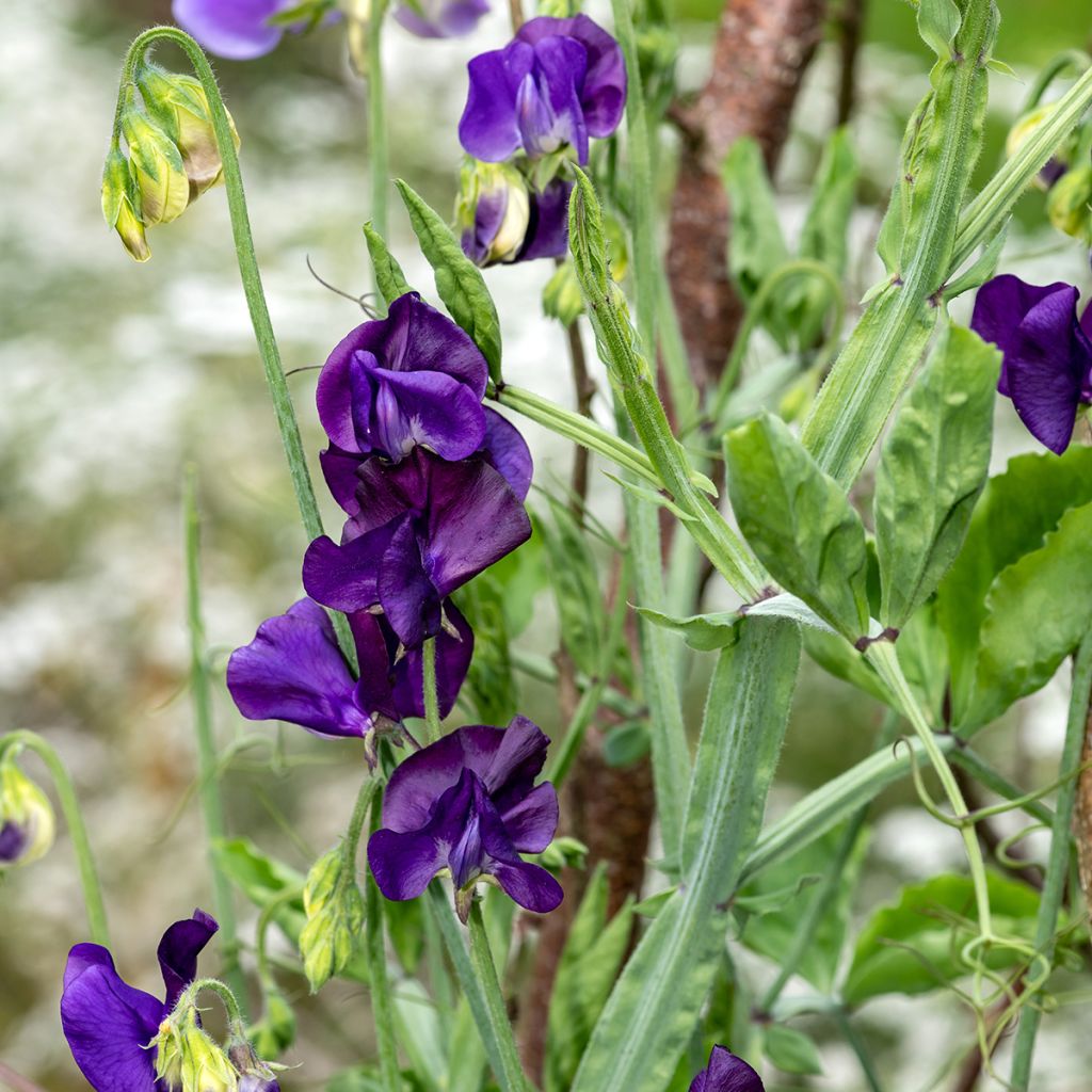 Lathyrus odoratus Blue Velvet (zaad) - Siererwt