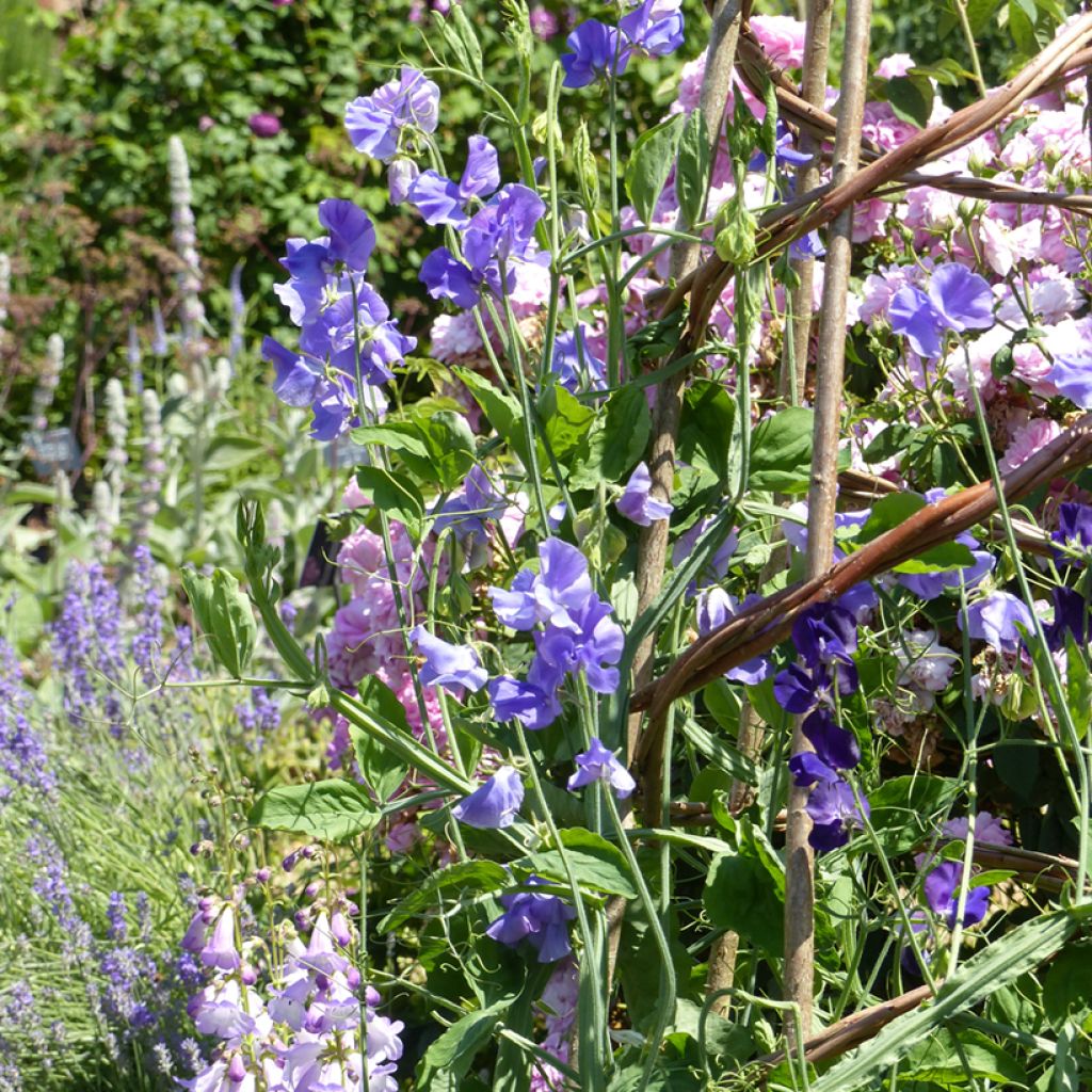 Lathyrus odoratus Capri (zaad) - Siererwt