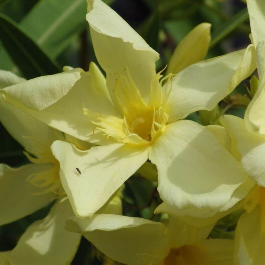 Nerium oleander Souvenir des Iles Canaries - Oleander