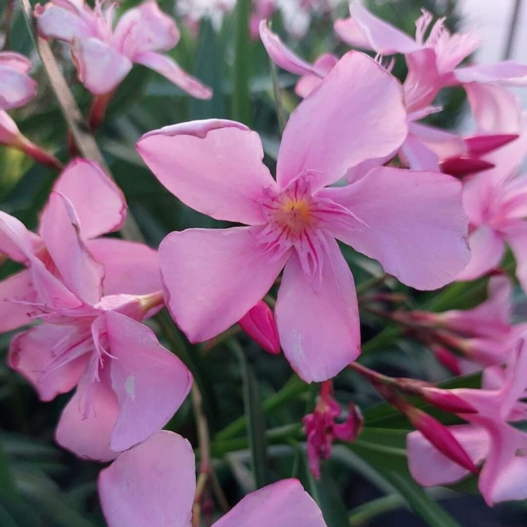 Nerium oleander Magaly - Oleander