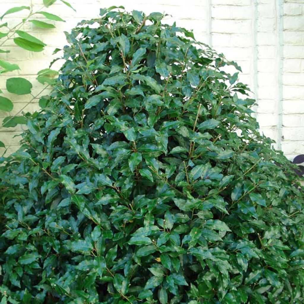 Prunus lusitanica Angustifolia - Portugese laurier