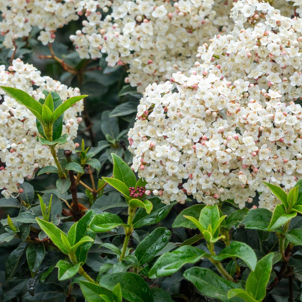 Viburnum tinus Giganteum - Lauriersneeuwbal