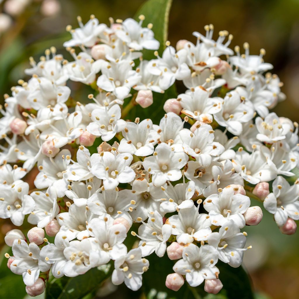 Viburnum tinus Giganteum - Lauriersneeuwbal