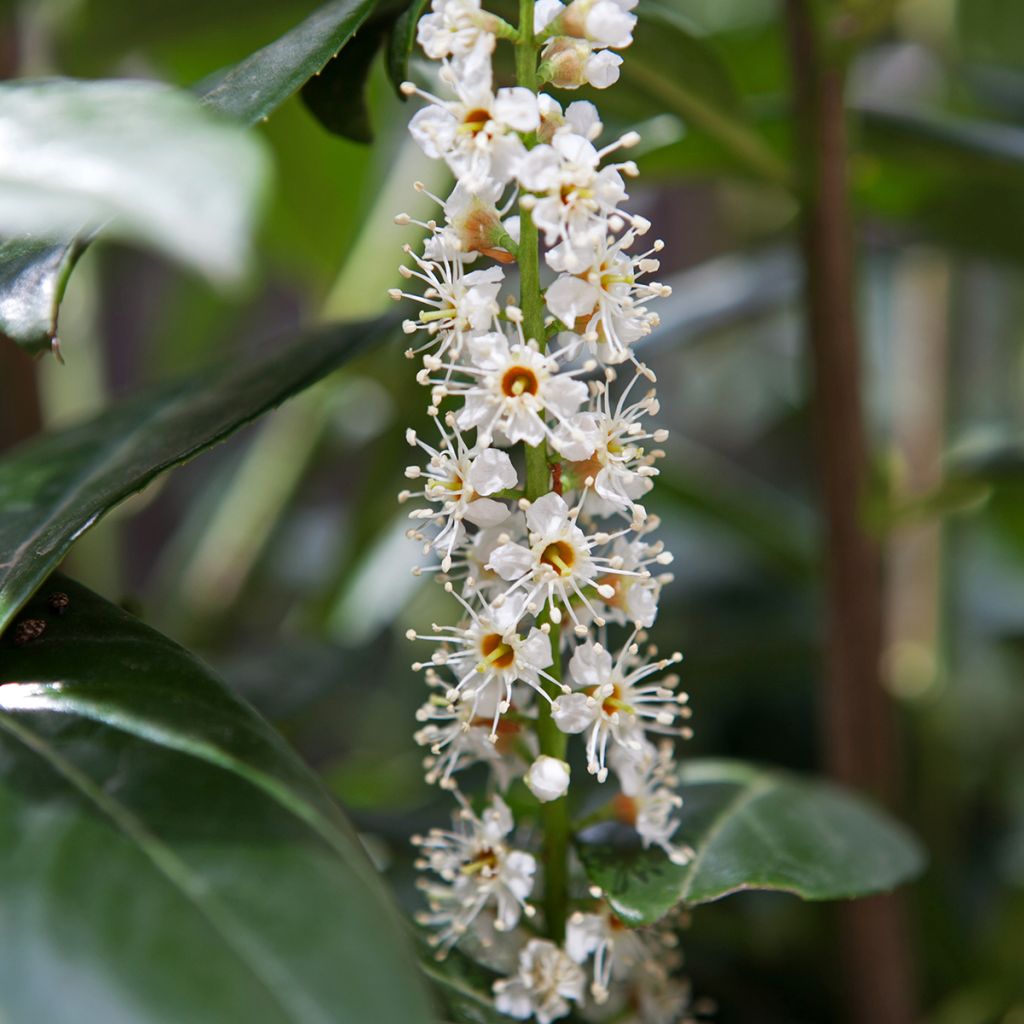 Prunus laurocerasus Caucasica - Laurierkers
