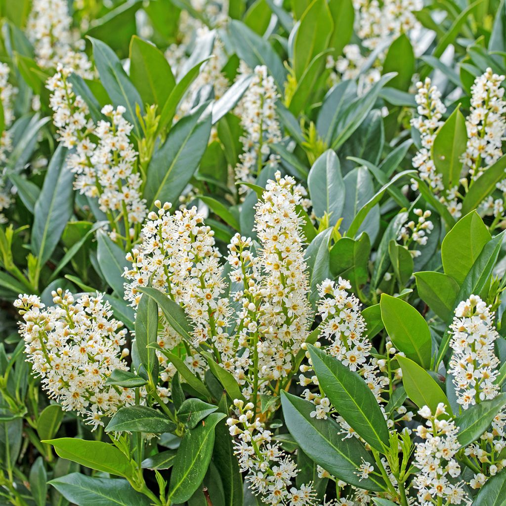 Prunus laurocerasus Herbergii - Laurierkers