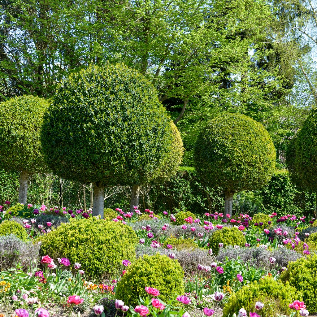 Prunus lusitanica - Portugese laurier