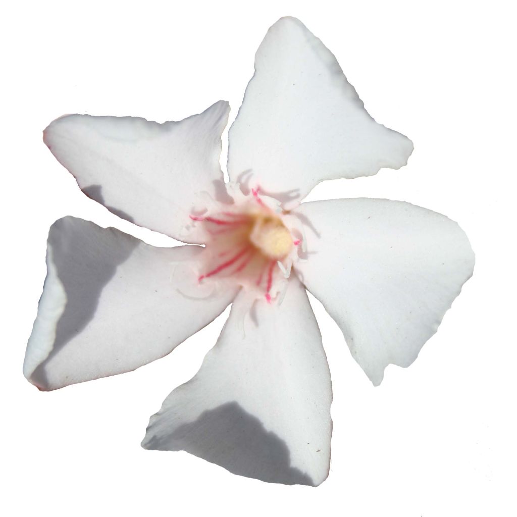 Nerium oleander Alsace - Oleander