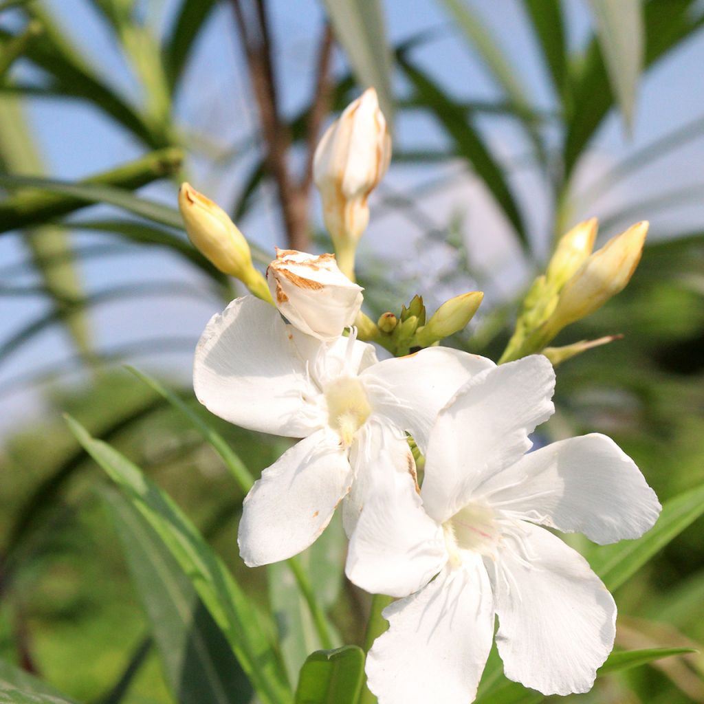 Nerium oleander Alsace - Oleander