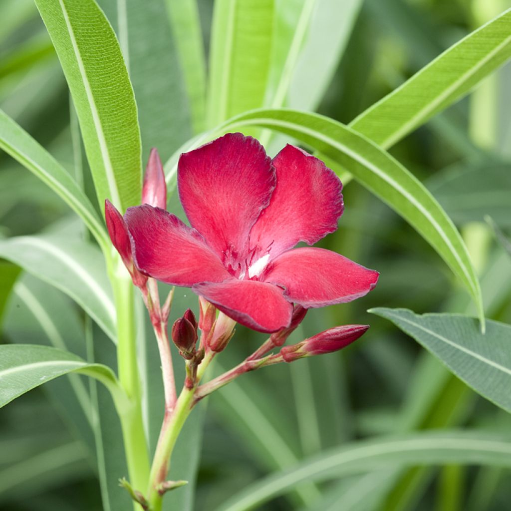 Nerium oleander Jannoch - Rozenlaurier