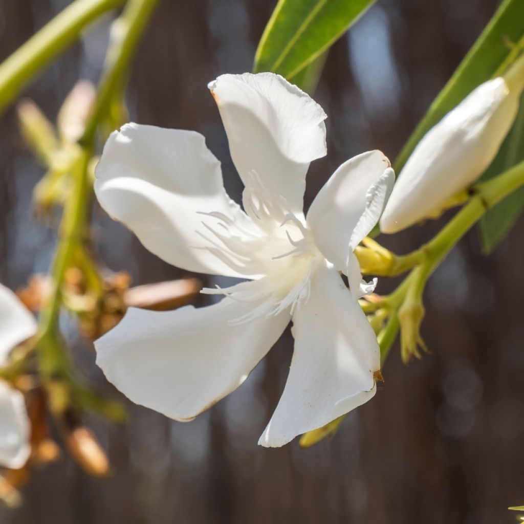Nerium oleander Wit - Oleander