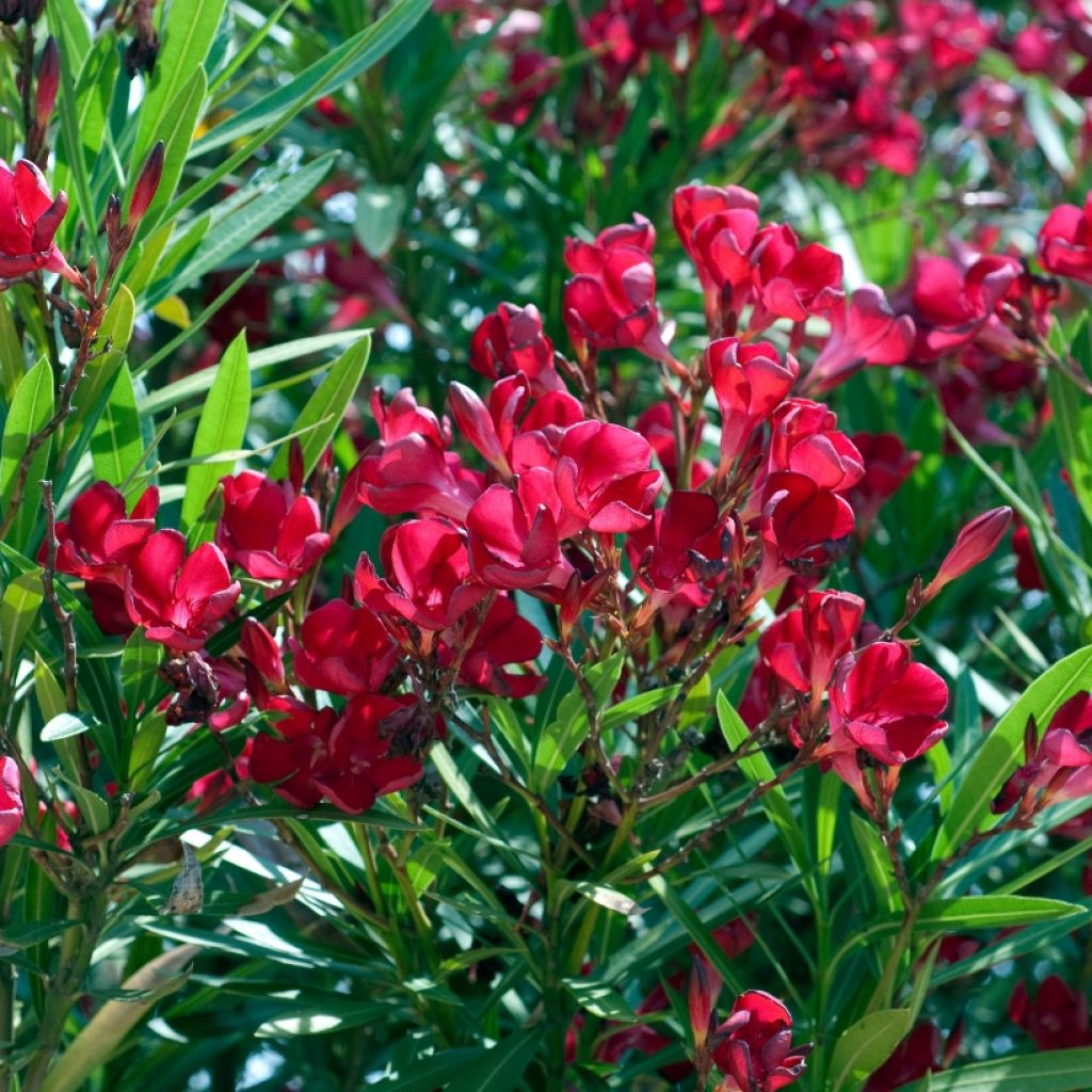 Nerium oleander Rood Simple - Oleander