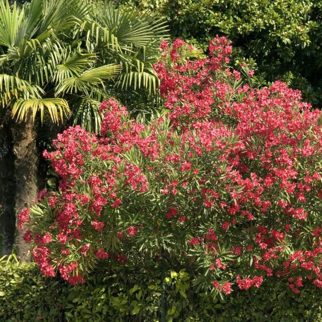 Nerium oleander Rood Simple - Oleander