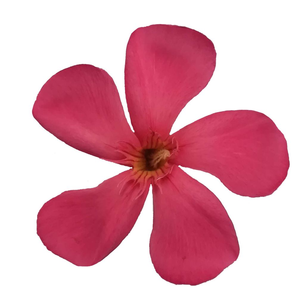 Nerium oleander Papa Gambetta - Rozenlaurier