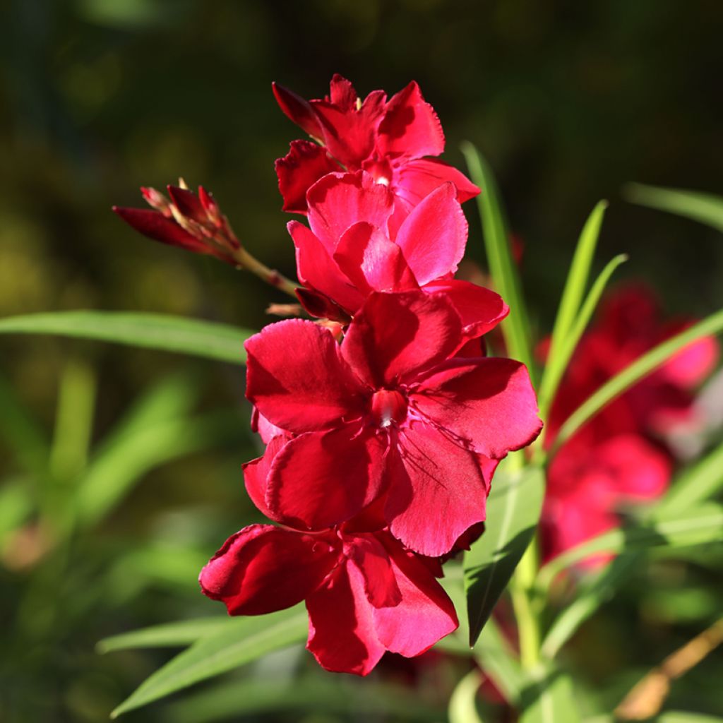 Nerium oleander Scarlet Beauty - Rozenlaurier