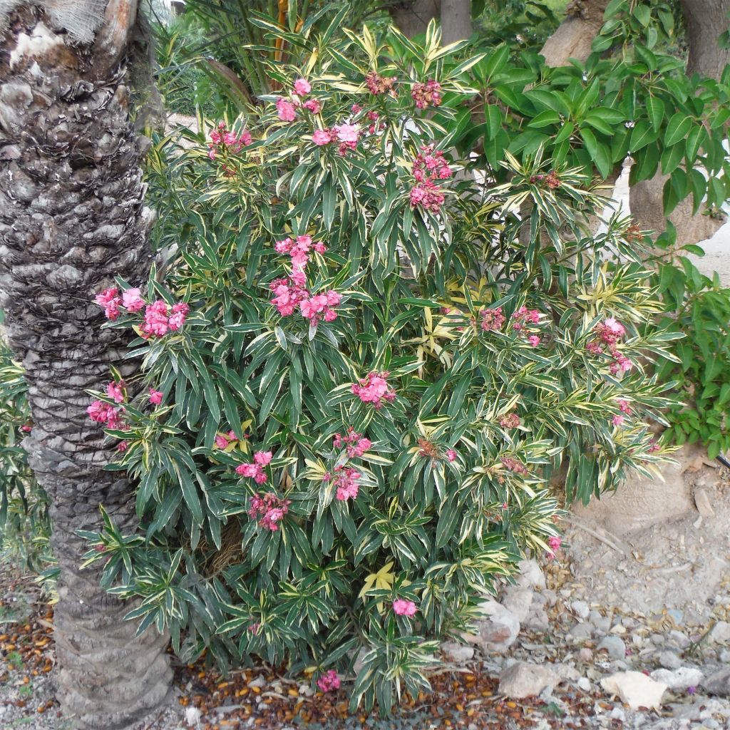 Nerium oleander Variegata - Rozenlaurier