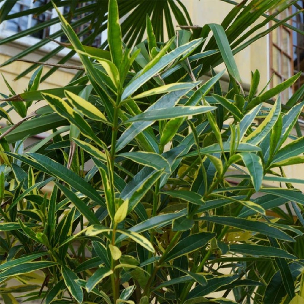 Nerium oleander Variegata - Rozenlaurier
