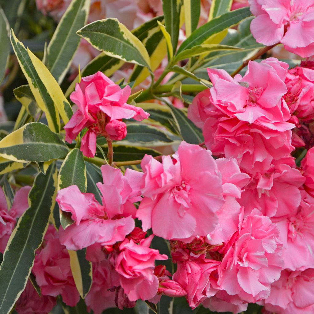 Nerium oleander Variegata - Rozenlaurier