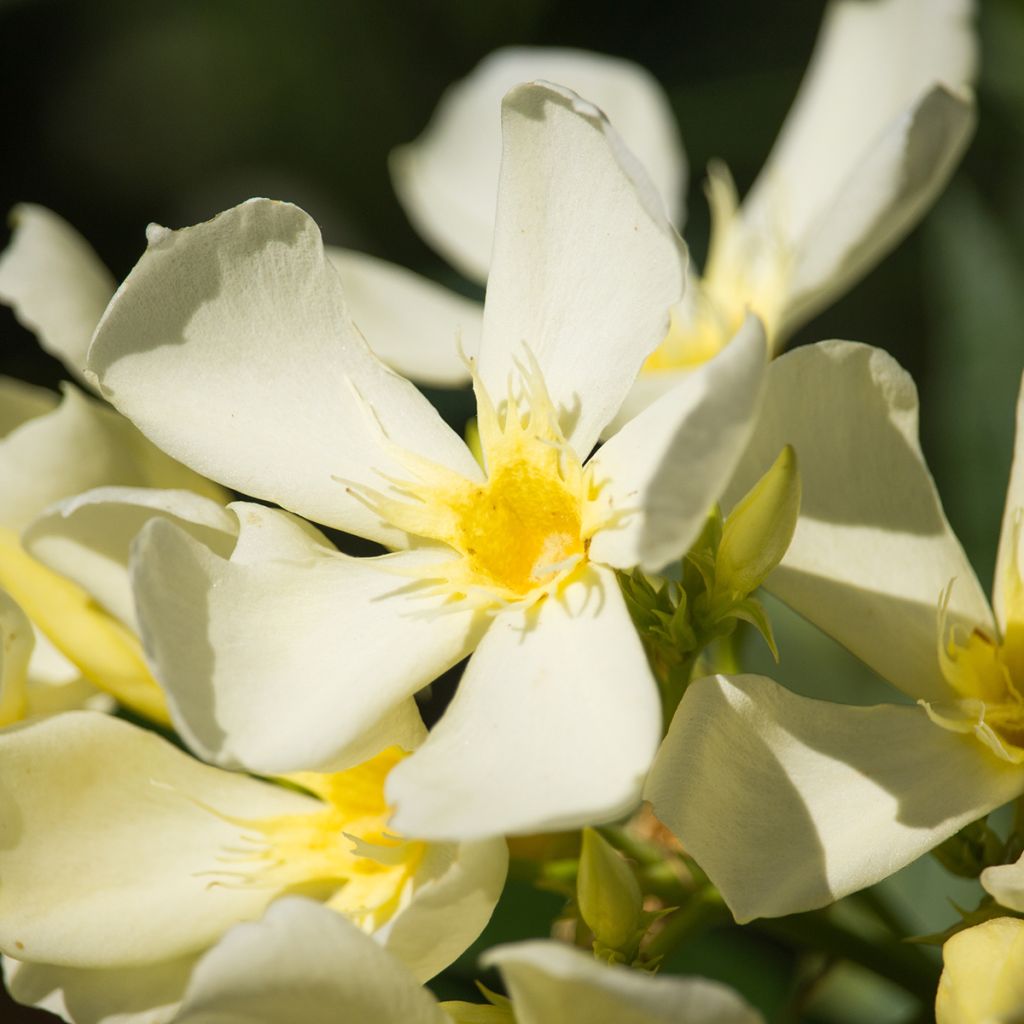 Nerium oleander Isle of Capri - Oleander