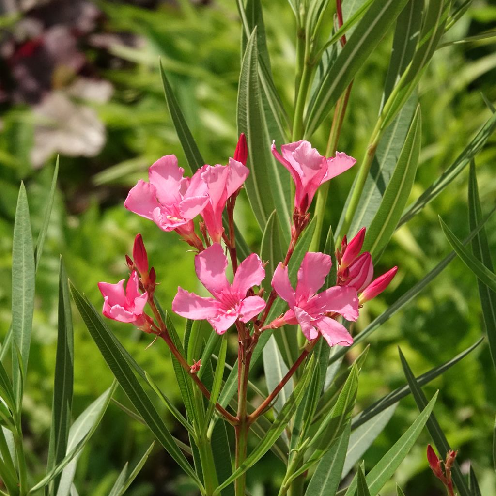 Nerium oleander Maurin des Maures - Oleander