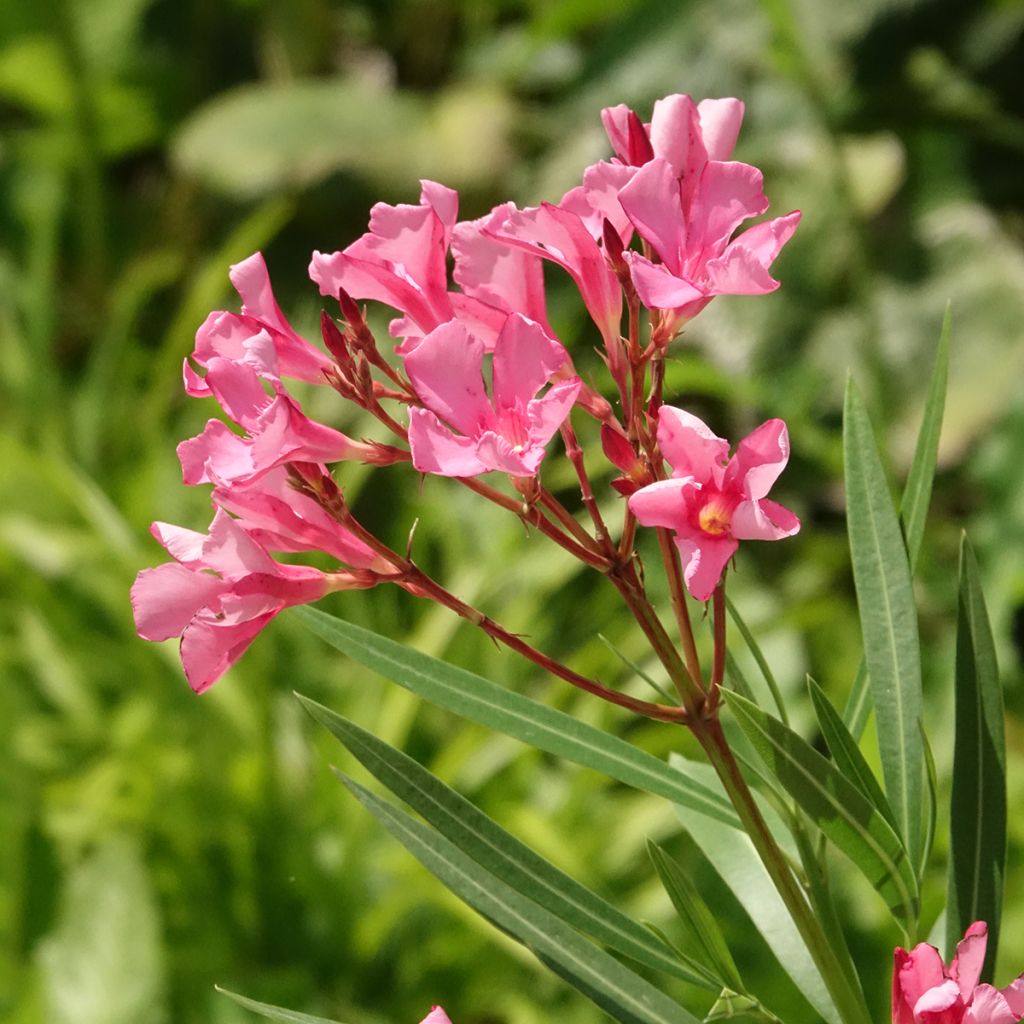 Nerium oleander Maurin des Maures - Oleander