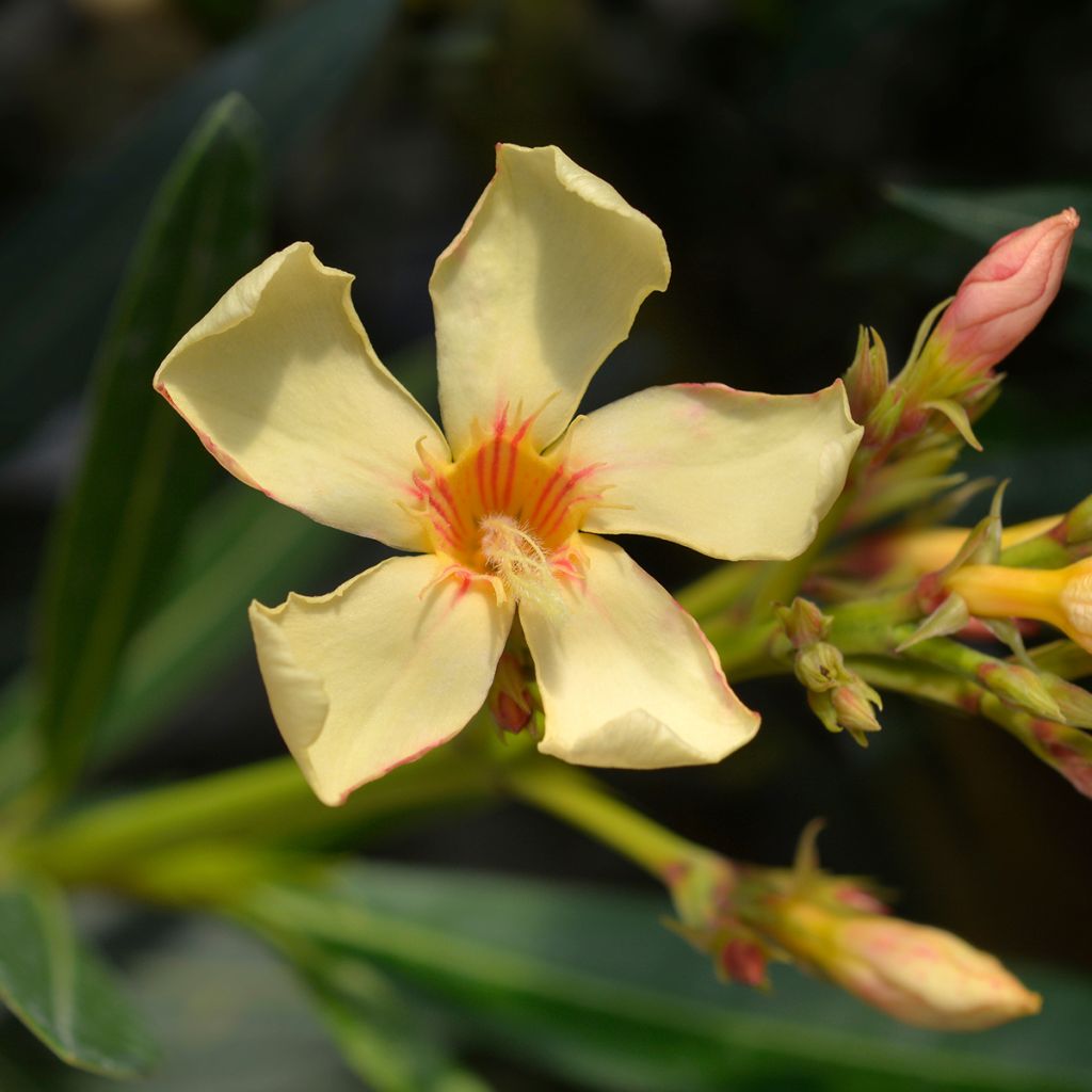 Nerium oleander Geel - Rozenlaurier