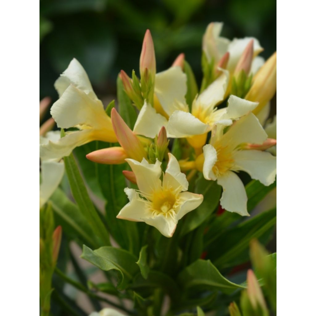 Nerium oleander Geel - Rozenlaurier