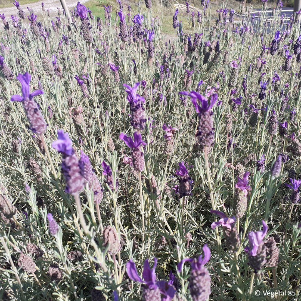 Lavandula stoechas Madrid Purple - Kuiflavendel